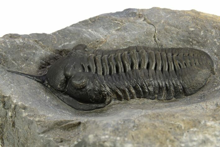 Morocconites Trilobite Fossil - Ofaten, Morocco #310249